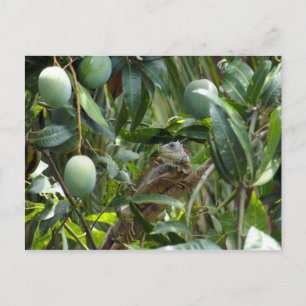 Cartão Postal Cartão-postal de Iguana na Árvore de Mango