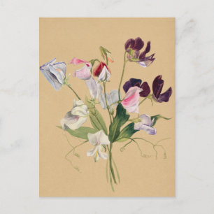 Cartão Postal Cartão-postal de ilustração botânica linda e vírgu