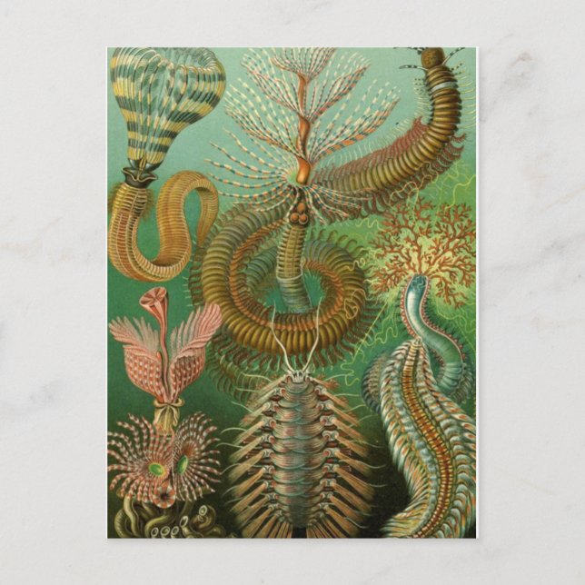 Cartão Postal Cartão-postal de Ilustração Clássico (Frente)