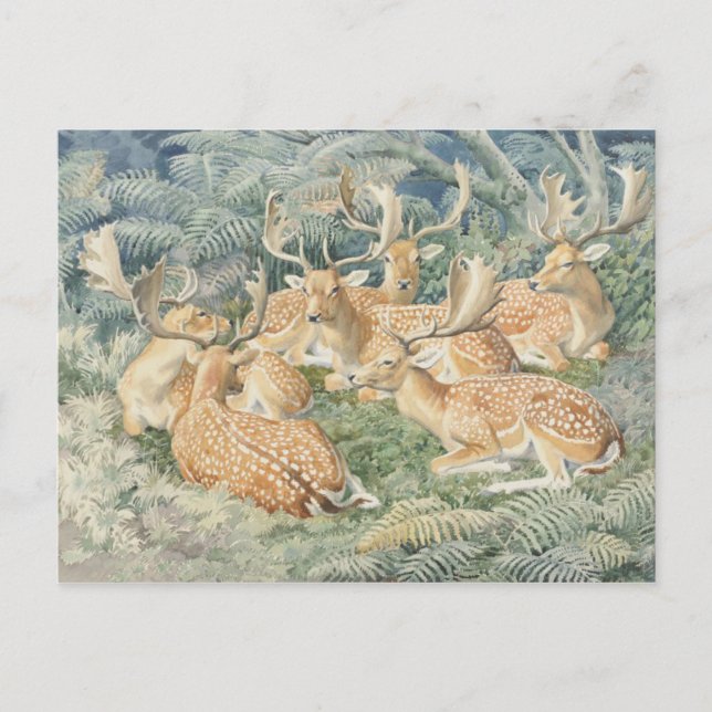 Cartão Postal Cartão-postal de Ilustração Clássico (Frente)