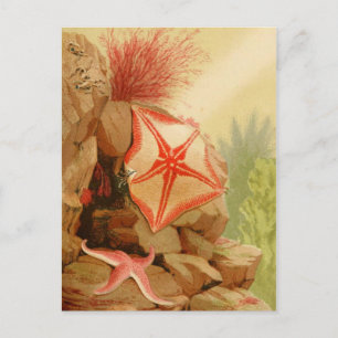 Cartão Postal Cartão-postal de ilustração clássico