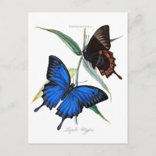 Cartão Postal Cartão-postal de ilustração clássico