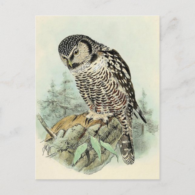 Cartão Postal Cartão-postal de ilustração clássico (Frente)