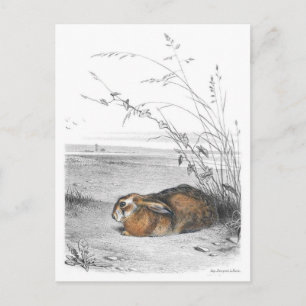 Cartão Postal Cartão-postal de ilustração clássico