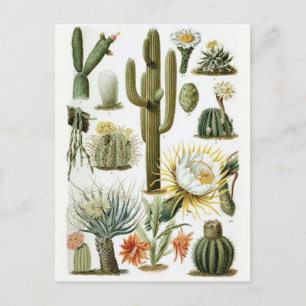 Cartão Postal Cartão-postal de ilustração clássico