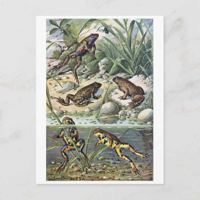 Cartão Postal Cartão-postal de ilustração clássico (Frente)