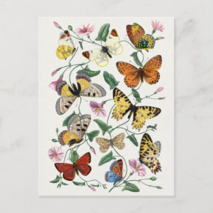 Cartão Postal Cartão-postal de Ilustração de Insetos de Vintage