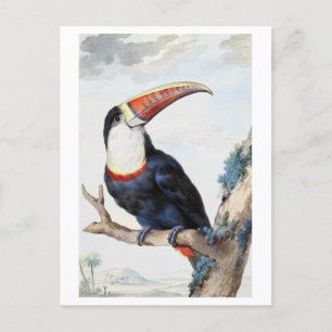 Cartão Postal Cartão-postal de Ilustração de Vintage Toucan de F
