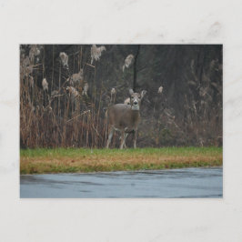 Cartão Postal Cartão-postal de Imagem do Deer