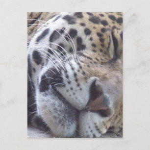 Cartão Postal Cartão-postal de Imagem Leopard