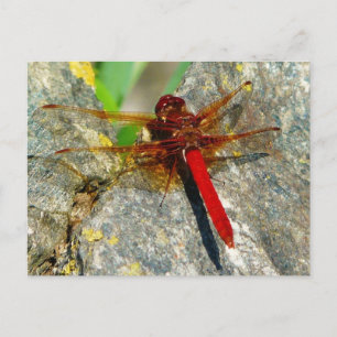 Cartão Postal Cartão-postal de inseto Red DragonFly ou DamselFly