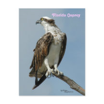 Cartão-postal de invasão da Florida