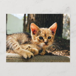 Cartão Postal Cartão-postal de Kitten