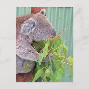 Cartão Postal Cartão-postal de Koala na Austrália