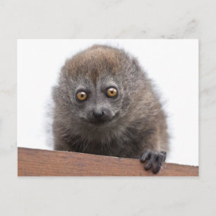 Cartão Postal Cartão-postal de Lemur