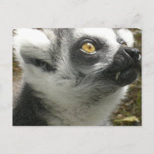 Cartão Postal Cartão-postal de Lemur
