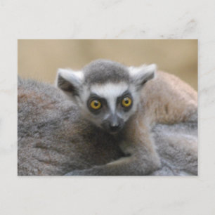 Cartão Postal Cartão-postal de Lemur