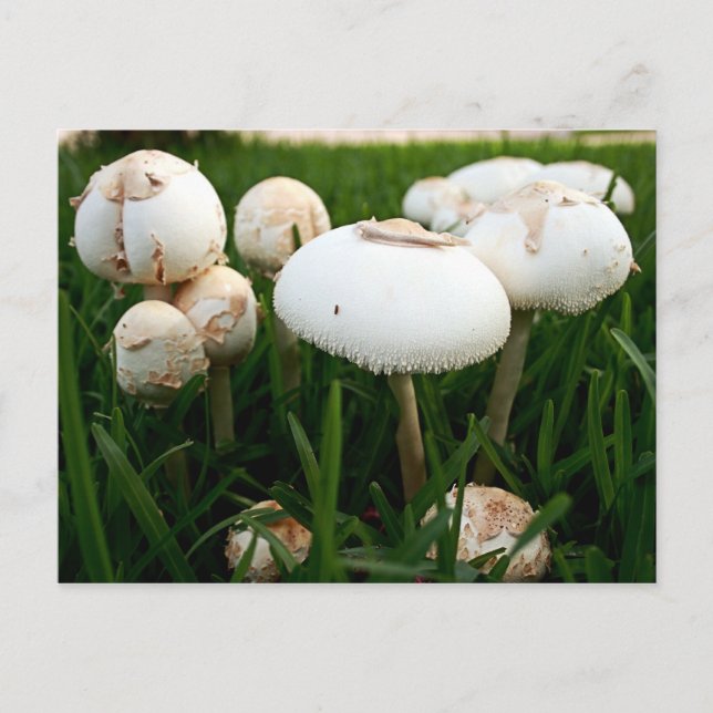 Cartão Postal Cartão-postal de Lepiota Esporcado Verde (Frente)