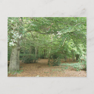 Cartão Postal Cartão-postal de limpeza do Woodland