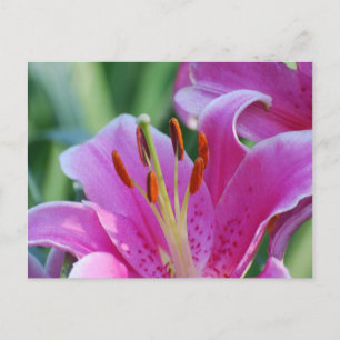 Cartão Postal Cartão-postal de lírios cor-de-rosa