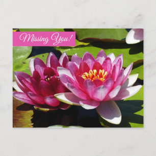 Cartão Postal Cartão-postal de lírios de água rosa