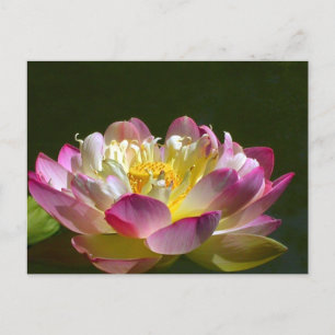 Cartão Postal Cartão-postal de Lotus Rosa