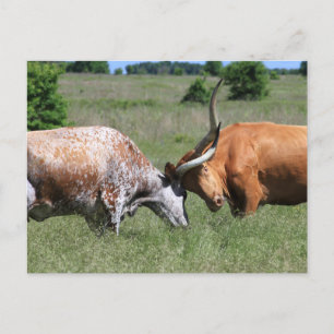 Cartão Postal Cartão-postal de luta contra as vacas do Texas Lon