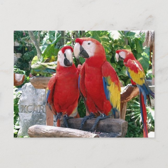 Cartão Postal Cartão-postal de Macaws Escarlate (Frente)