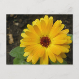 Cartão Postal Cartão-postal de macro Marigold Amarelo