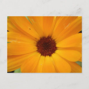 Cartão Postal Cartão-postal de margarida laranja