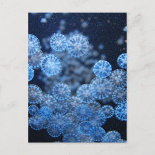 Cartão Postal Cartão-postal de medusa