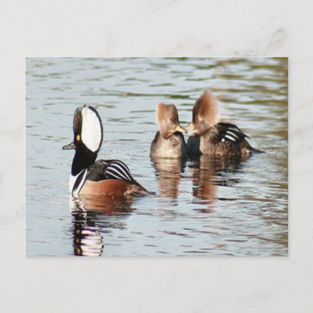 Cartão Postal Cartão-postal de Merganser Ducks Hooded (Frente)
