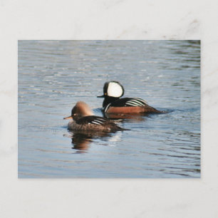 Cartão Postal Cartão-postal de Merganser Ducks Hooded