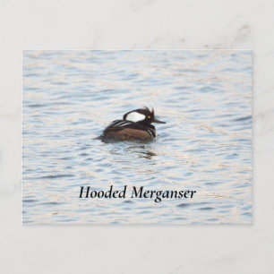 Cartão Postal Cartão-postal de Merganser Hooded