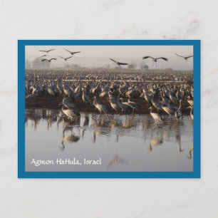 Cartão Postal Cartão-postal de Migração de Aves