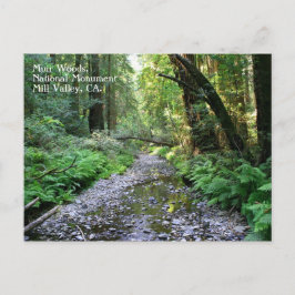 Cartão Postal Cartão-postal de Muir Woods