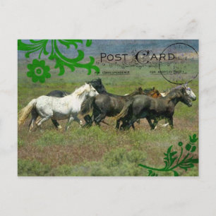 Cartão Postal Cartão-postal de Mustangs