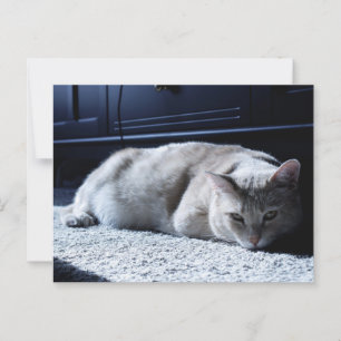 Cartão Postal Cartão-postal de Napoleão de Gato Preguiçoso