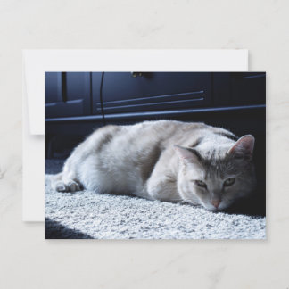 Cartão Postal Cartão-postal de Napoleão de Gato Preguiçoso