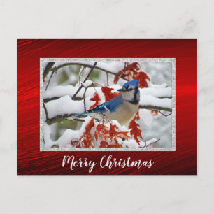 Cartão Postal Cartão-postal de Natal bonito Blue Jay Snow