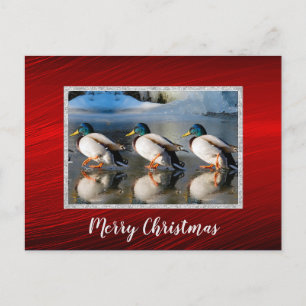 Cartão Postal Cartão-postal de Natal com Imagem de Patos Mallar