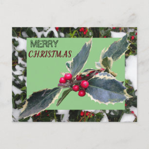 Cartão Postal Cartão-postal de Natal da Europa Holly com neve