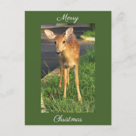 Cartão Postal Cartão-postal de Natal Deer Photo
