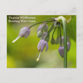 Cartão Postal Cartão-postal de Nodding Wild Onion Virginia Wildf