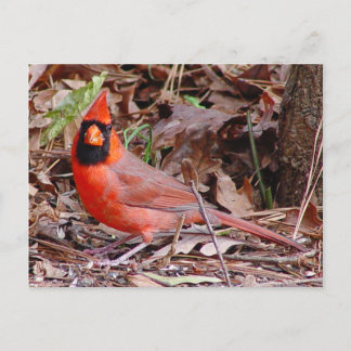 Cartão Postal Cartão-postal de norte