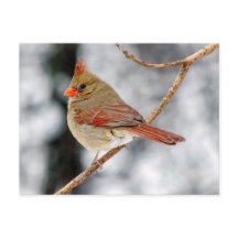 Cartão-postal de Norte feminino