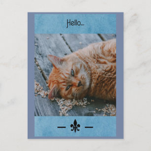 Cartão Postal Cartão-postal de "Olá" do Gato Preguiçoso
