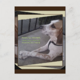 Cartão Postal Cartão-postal de Oração Cão