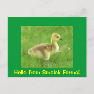 Cartão Postal Cartão-postal de osling