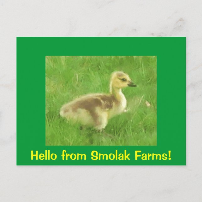 Cartão Postal Cartão-postal de osling (Frente)